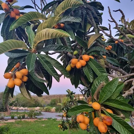 بيت خشبي Eco - Alfarrobas *